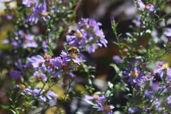 Rusty bumble Photo: Patricia Hunt