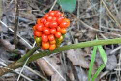 Jack in Pulpit fruit Photo: Judy Sweet