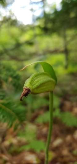 Ladyslipper seedpod Photo: Susan Lichty