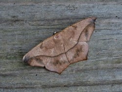 Large Maple Spanworm Photo: Charlie Schwarz