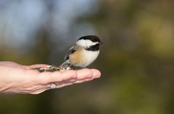 Chickadee Photo: Tom Grett