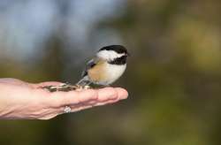 Chickadee Photo: Tom Grett