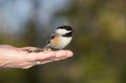 Chickadee Photo: Tom Grett