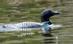 Loon Photo: Nancy Nutile-McMenemy