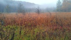 Misty Hollow Photo: Sue March