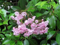 Mountain Laurel Photo: Charlie Schwarz