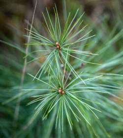 New pine Photo: Sandy Dannis