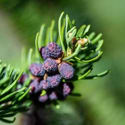 Spruce cones Photo: Sandy Dannis