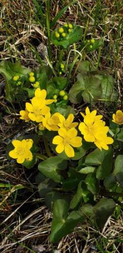 Marsh Marigold Photo: Norm Dube