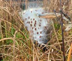 Milkweed Photo: Richard Philben