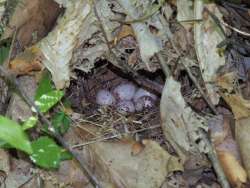 Ovenbird nest Photo: Charlie Schwarz