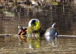 Painted turtles Photo: Tom Anderson