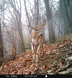 Piebald Buck Photo: Bonnie Honaberger