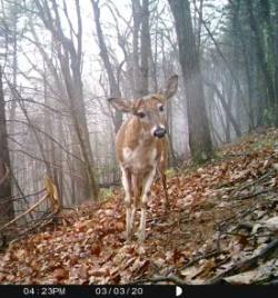 Piebald Buck Photo: Bonnie Honaberger