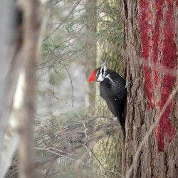 Pileated woodpecker Photo: Amy Quist