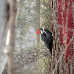 Pileated woodpecker Photo: Amy Quist