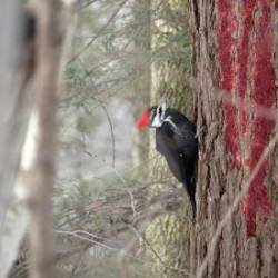 Pileated woodpecker Photo: Amy Quist