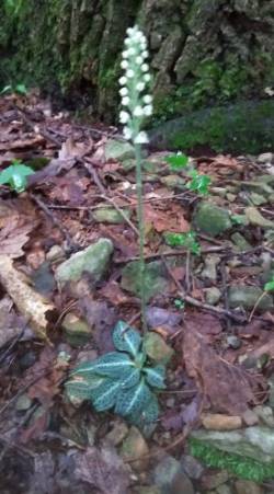 Rattlesnake Orchid Photo: Bonnie Honaberger