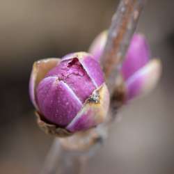 Elderberry bud Photo: AM Dannis