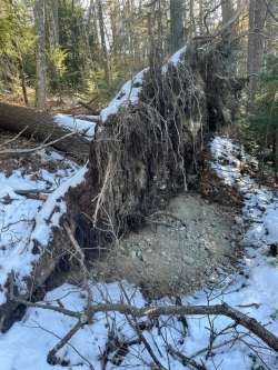 White pine roots Photo: Al Sorensen