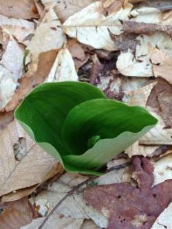 Orchid Photo: Ron Becker