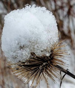 Snow on Burdock Photo: Susan E. March