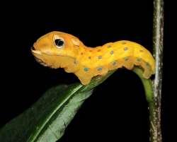 Spicebush swallowtail Photo: Tami Gingrich