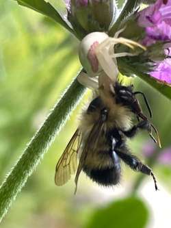 Spider bee Photo: Jen Danly