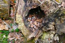 Squirrel midden Photo: Stephen Fox