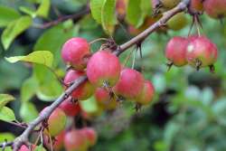 Crab apples Photo: Judy Sweet