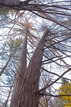 Tamarack Photo: Geoffrey Bluh