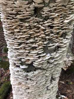 Tree Snag Photo: Rodney Johnson