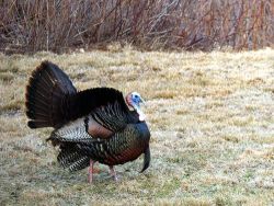 44_twin_mountain_tom_turkey.jpg