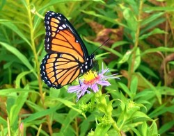 Viceroy Photo: Richard Philben