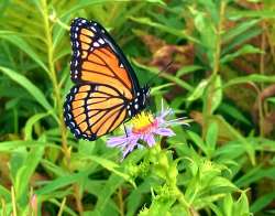 Viceroy Photo: Richard Philben