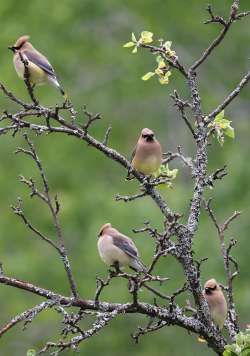 Waxwings Photo: Peter Hollinger