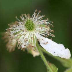 Wild Blackberry Photo: AM Dannis