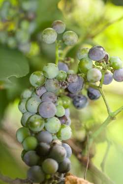 wild grapes Photo: Anonymous