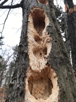Woodpecker holes Photo: Cathy Tallen
