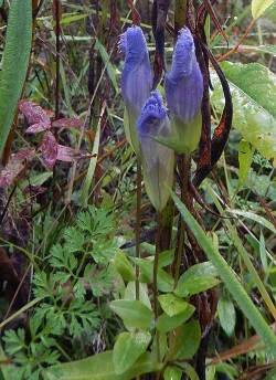 44dscn6509fringedgentian.jpg