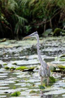 Young heron Photo: Stacey Tarbox