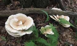 Mushrooms Photo: Alfred J. Sorensen