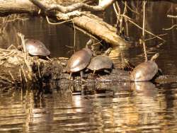 Painted turtles Photo: Richard Philben