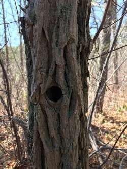 Black locust Photo: Jim Smith