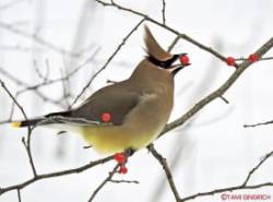 Cedar Waxwing Photo: Tami Gingrich