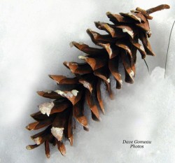 White Pine Cone Photo: David Gomeau