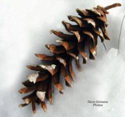 White Pine Cone Photo: David Gomeau