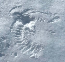 Bird print Photo: Sabina Ernst