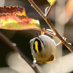 Crowned kinglet Photo: Ken Hatch