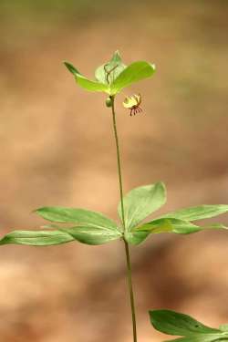 Cucumber root Photo: Paula Jean Schlax